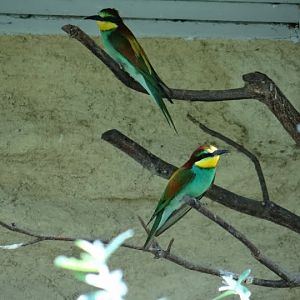 Merops apiaster