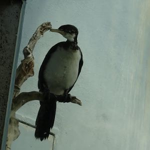 Phalacrocorax melanoleucos