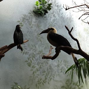 Penelopides panini panini