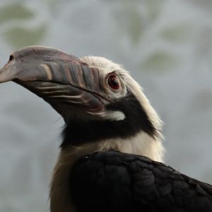 Penelopides panini panini