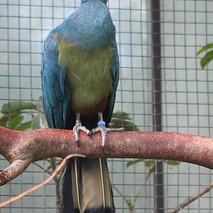 Great Blue turaco
