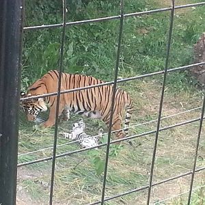 Young sumatran tiger cub and mother 22/7/13