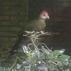 Red-crested turaco