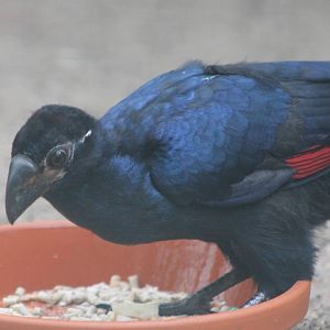 Young Violet turaco