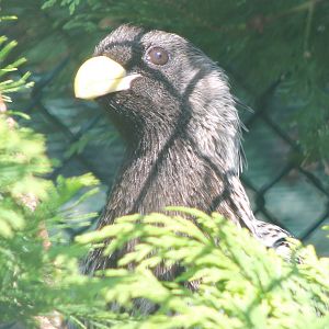 Western grey plantain eater