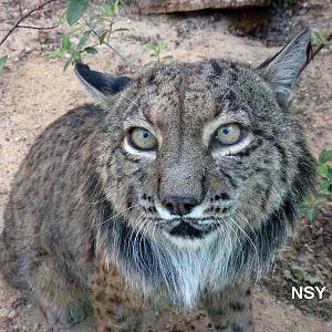 Iberian lynx, July 2013
