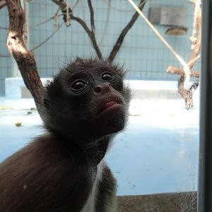 Ateles belzebuth hybridus