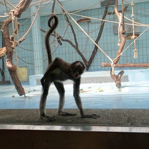 Ateles belzebuth hybridus