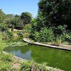 Paddock of Ateles belzebuth hybridus