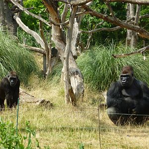 A hot afternoon at the Zoo
