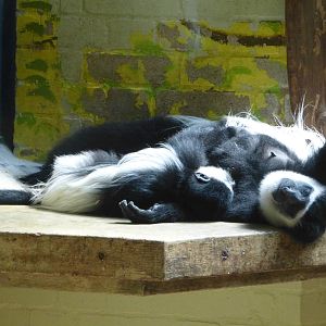 A hot afternoon at the Zoo