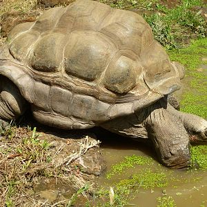A hot afternoon at the Zoo