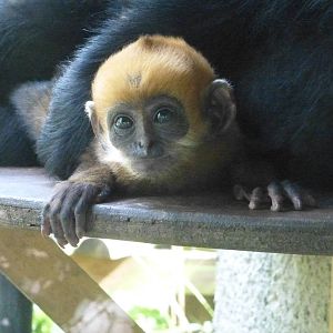 A hot afternoon at the Zoo