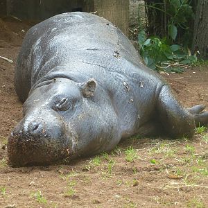 A hot afternoon at the Zoo