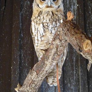 A hot afternoon at the Zoo