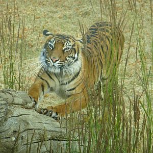 A hot afternoon at the Zoo