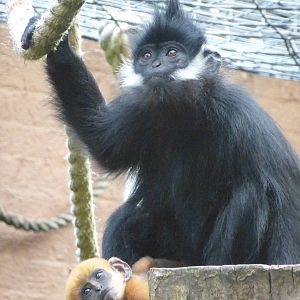 A hot afternoon at the Zoo