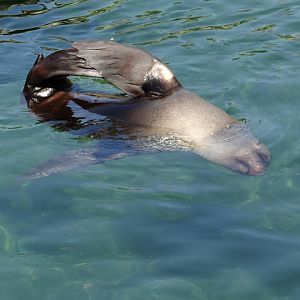 Arctocephalus pusillus