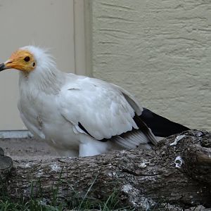 Neophron p.percnopterus