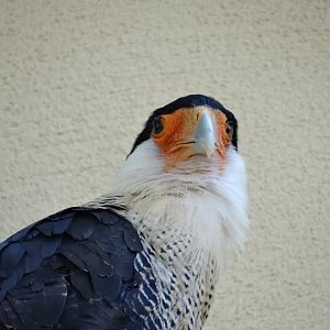 Polyborus plancus cheriway