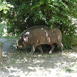 Babyrousa babyrussa