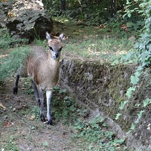 Oreotragus oreotragus