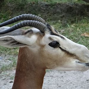 Gazella dama mhorr