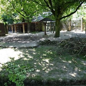 Paddock of Tragelaphus eurycerus isaaci