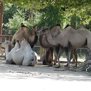 Camelus ferus f. bactrianus