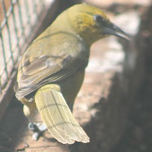 Montserrat oriole female