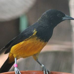 Montserrat oriole male