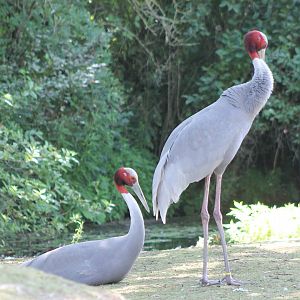 Sarus cranes