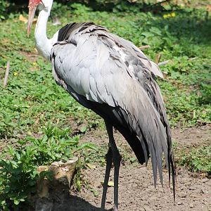 Wattled crane