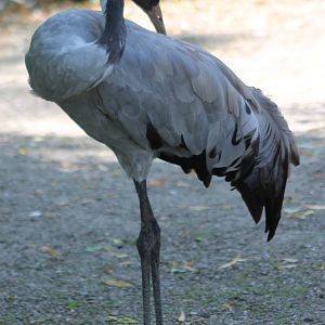 European crane