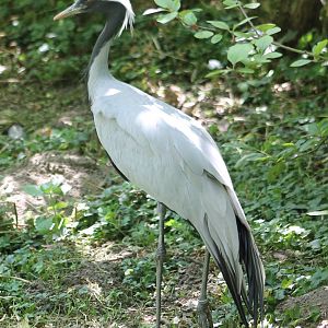 Demoiselle crane