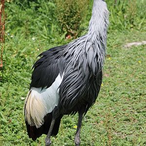 Crowned crane