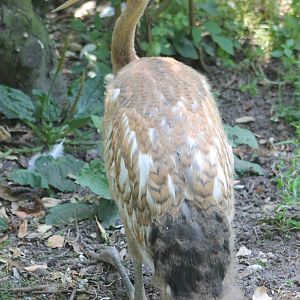Red-crowned crane youngster