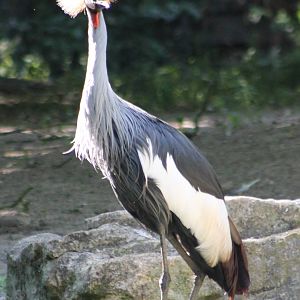 Crowned crane