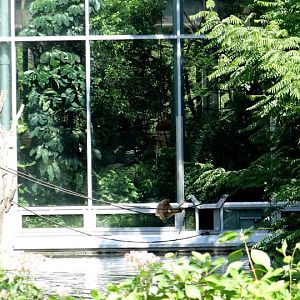 Pavilon of Nomascus leucogenys