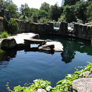 Swimming pool - Phoca vitulina