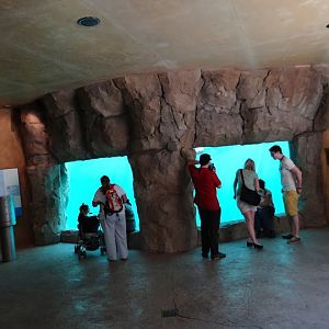 Swimming pool of Arctocephalus pusillus  - from the bottom