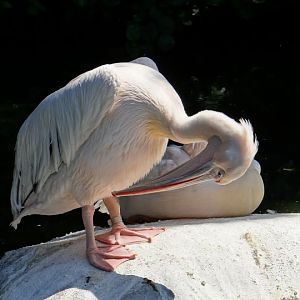 Pelecanus onocrotalus