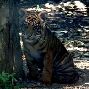 Panthera tigris sumatrae  -