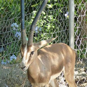 Cuvier's gazelle, July 2013.