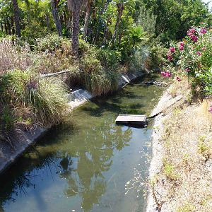 Cormorant canal, July 2013.