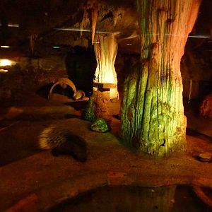 Nocturnal enclosure, July 2013.