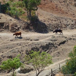 Congo forest buffalo, July 2013.