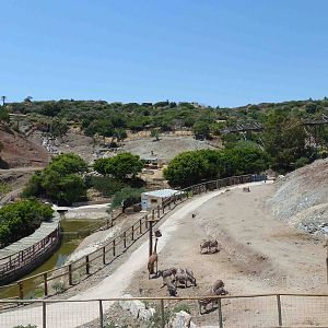 View across the Safari paddocks, July 2013.