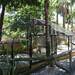 Alligator enclosure, July 2013.