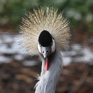 Grey Crowned Crane